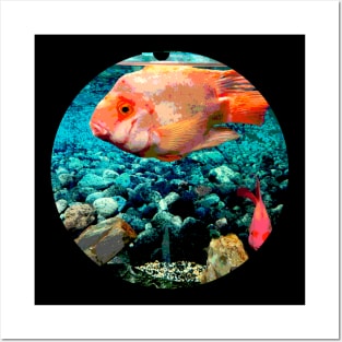 Aquarium Orange Fish Posters and Art